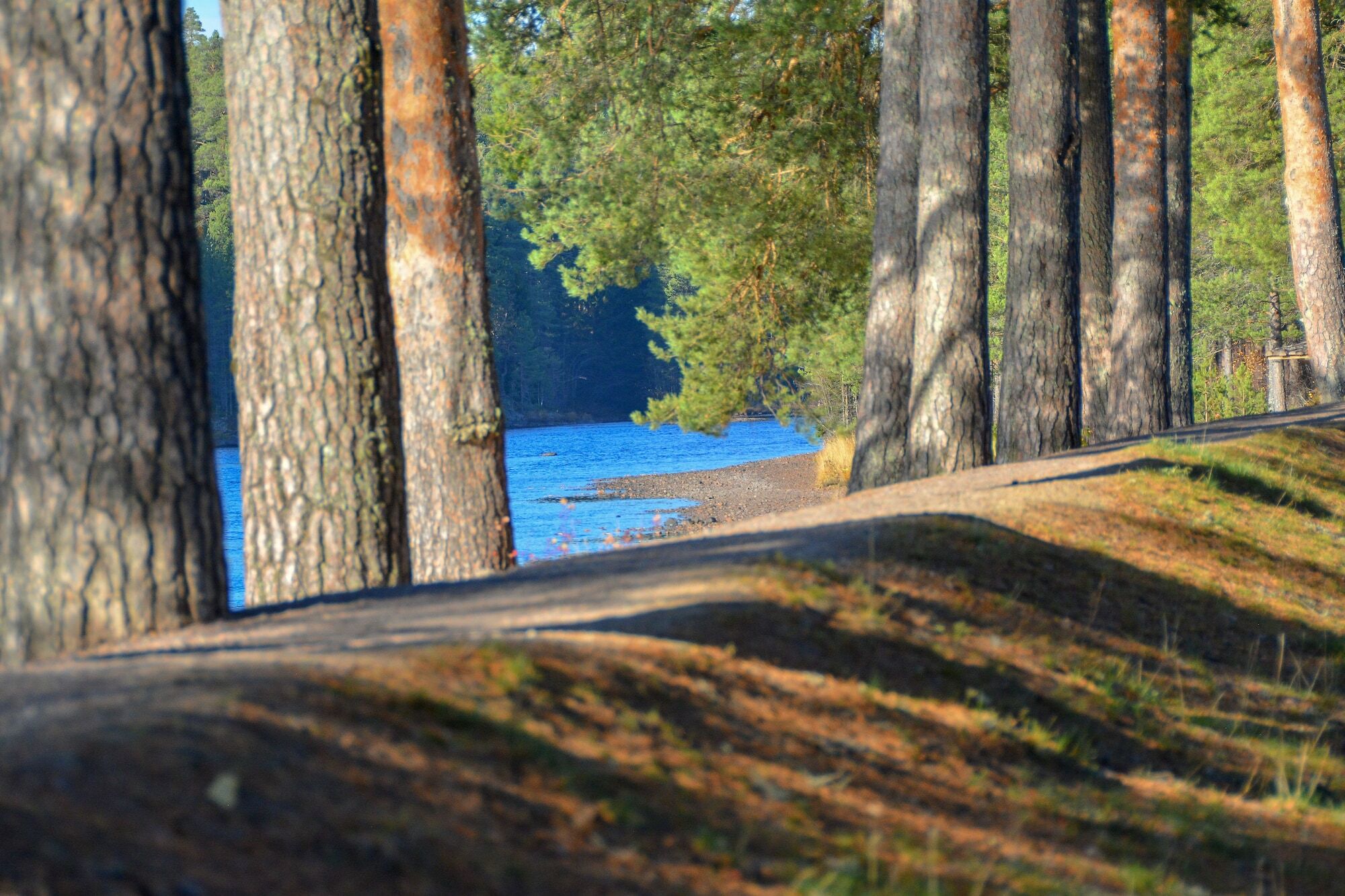 Aelvdalens Camping エクステリア 写真